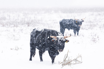 Bison im Schnee