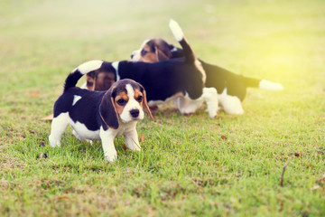 Cute Beagles in garden