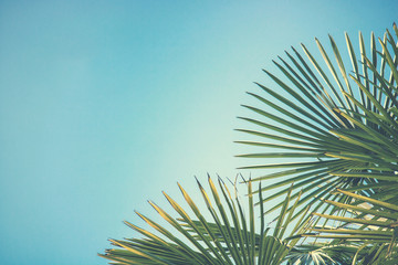 detail of palm tree on blue sky, background picture of trees with green leaves (retro style effect)