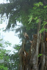 Fototapeta premium Waldkauz auf einen Baumstumpf