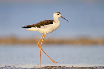 Young black-winged stilt in soft morning light walking on water.The identifications signs of the bird and the structure of the feathers are clearly visible.