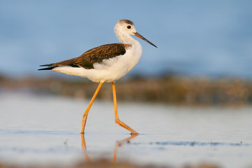 Portrait of young black-winged stilt in morning light