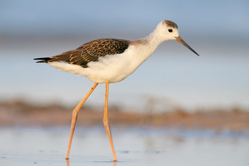 Unusual Portrait of young  black-winged stilt in soft morning light from short distance.