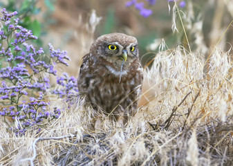 Lovely portrait of little owl with snake in beak 