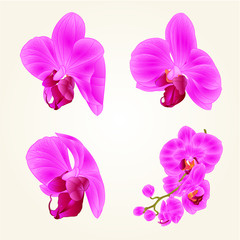 Fototapeta na wymiar Beautiful purple Orchid flowers closeup isolated vintage set second vector editable illustration hand draw