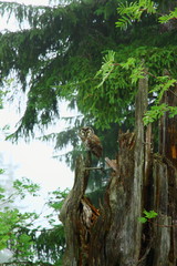 Raufu&szlig;kauz auf einen Baumstumpf