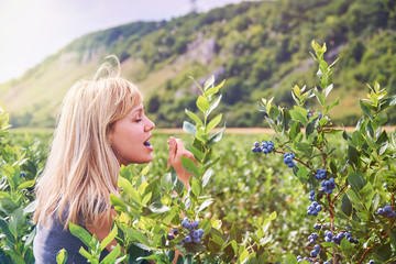 Pretty young woman is picking and eating fruits on a blueberry field. Lensflare and vintage toned.