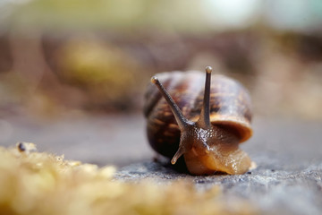 Amusing little snail crawling and moss