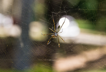 Spider, Nephila clavipes 