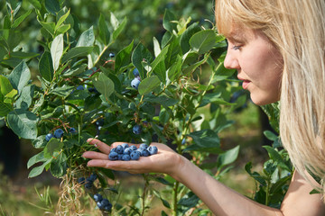 Pretty young woman is picking fruits on a blueberry field.