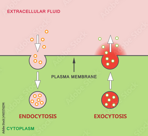 "Endocytosis and Exocytosis Diagram" Stock image and royalty-free