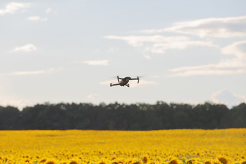 Fototapeta na wymiar Drone hovering over sunflower field in clear blue sky partly clouded. Drone flying over sunflower garden.