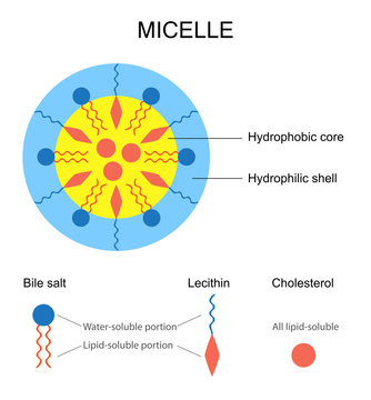 Schematic Representation of a Micelle