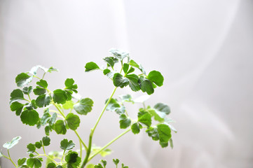 Green Plants on Bright White Background