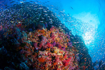 Fototapeta premium School of Fish over Coral Reef in Similan island, Thailand, Scuba diving Underwater seascape concept.