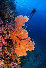 Fototapeta na wymiar Wonderful underwater world with a beautiful soft coral reef and a big colourful sea fan, Scuba Diver backdrop, in South Andaman, Thailand, Scuba diving Underwater seascape concept.