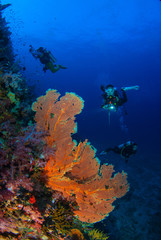 Fototapeta na wymiar Wonderful underwater world with young woman scuba diving on a beautiful soft coral reef and a big colourful sea fan, Scuba Divers backdrop, in South Andaman, Thailand.