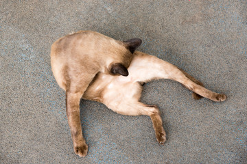 Close-up view of a brown Thai cat aying down on road.