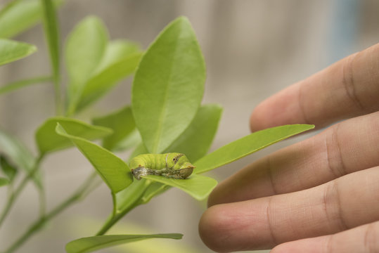 Biotechnology scientist with worm on leaf orange for examining plant insects.