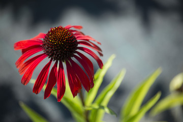 flower plant on blurred background