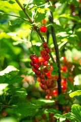 Red currants in the garden