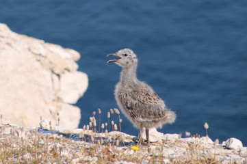 oiseau goéland mouette mer marseille france 