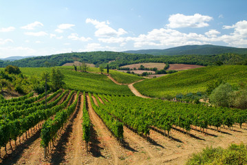 Fototapeta na wymiar Vineyard in Tuscany