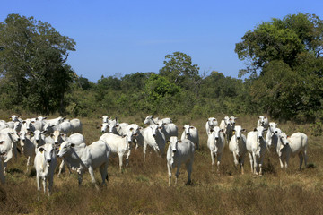 Fazenda de gado