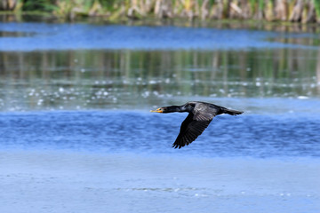 Double crested Cormorant flying over water