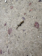 Salamander