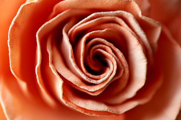 Hair decoration of flowers made of artificial suede. a delicate accessory