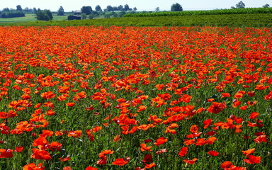 malerisches weites rotes Mohnblumenfeld mit grünen Blättern