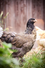 Brahma Huhn im Freien