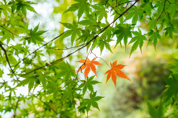 a couple of autumn maple leaves while others are still in green. A pair of different among the same kind. 