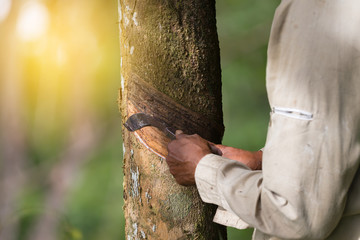 Hands tapping a rubber tree..Worker start tapping since early morning ,blurred background..