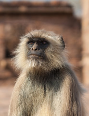 Gray Langur or the Semnopithecus entellus
