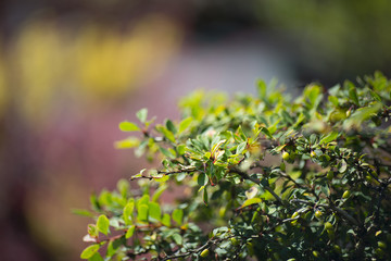 Bush barberry closeup