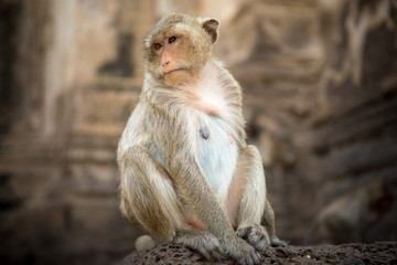 Baby monkeys in Thailand