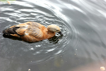 wild duck on a pond