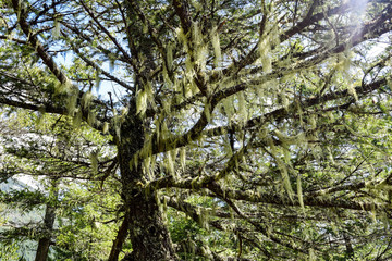 Fototapeta premium Mystical Tree