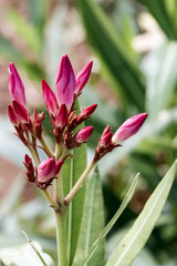 Pink oleander buds closeup on green blurred background