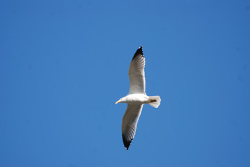 Birdwatching in Sardegna