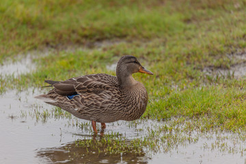Hen Mallard in Rain