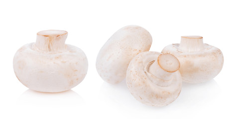 Mushroom champignon isolated on white background