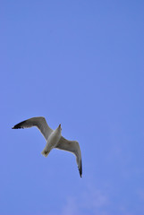 Birdwatching in Sardegna