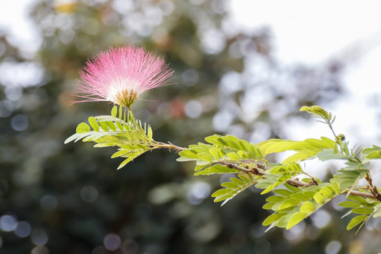 Delicate flower of pink  mimosa tree in sunlight closeup