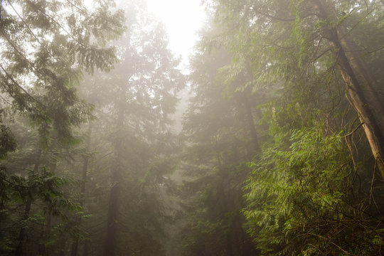 Misty Forest © Gabriel