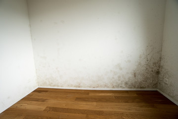 new and empty apartment with wood floor and white wall and a serious mildew and mold problem - obrazy, fototapety, plakaty