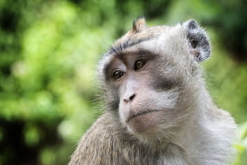 Monkey - Long-tailed macaque (Macaca fascicularis) close up