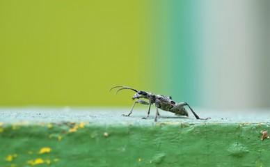 Capricorn grey beetle